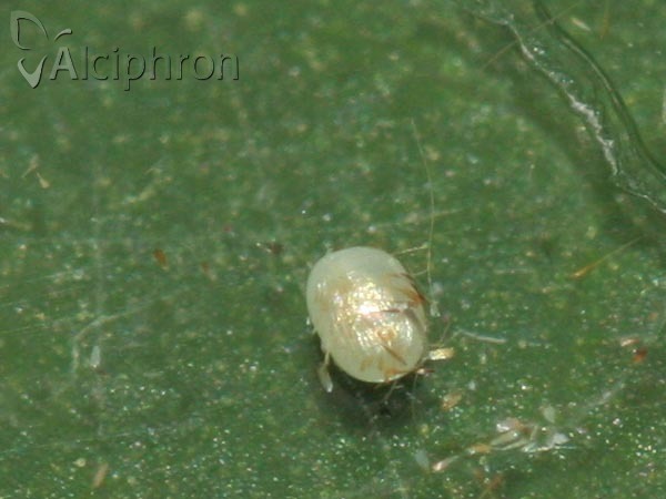 Plagodis dolabraria