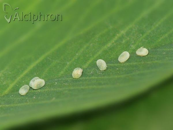 Isturgia murinaria