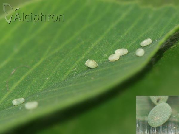 Isturgia murinaria
