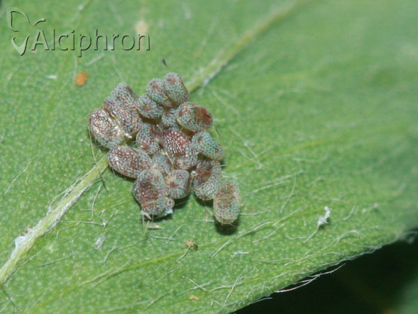 Isturgia arenacearia