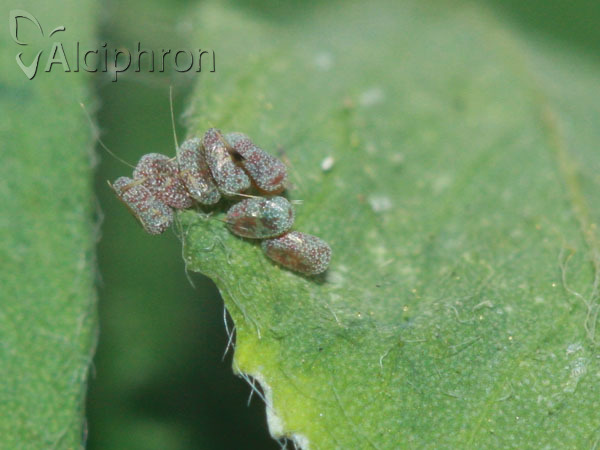 Isturgia arenacearia