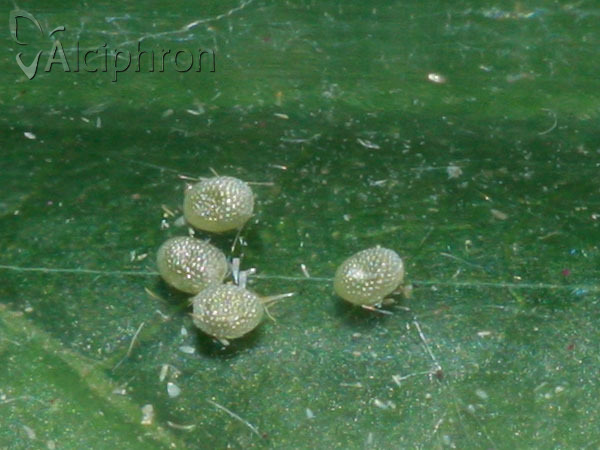 Macaria liturata