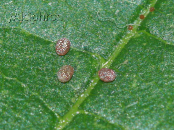 Macaria liturata