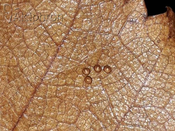 Ptilophora plumigera