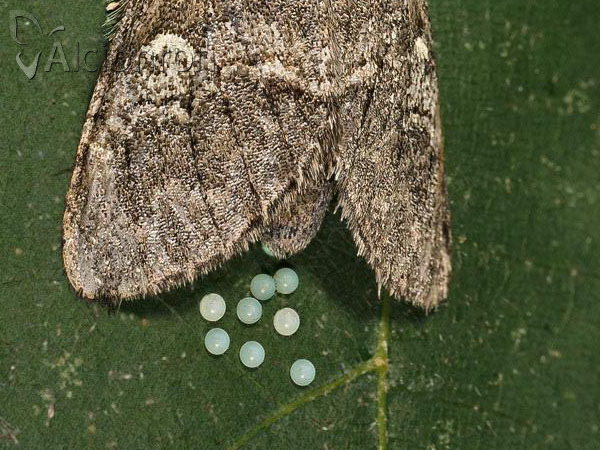 Drymonia querna