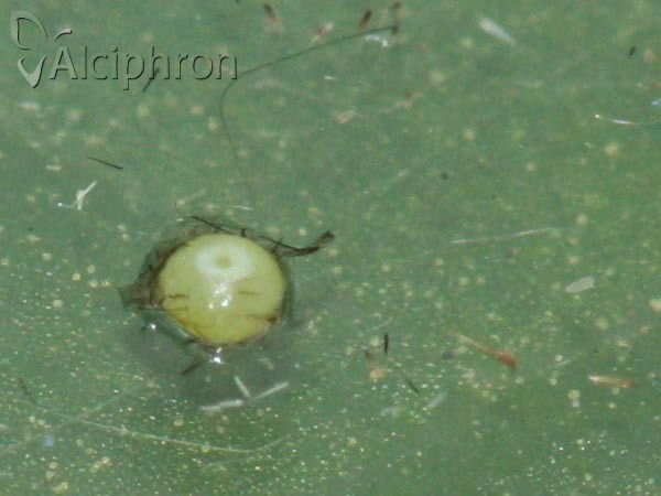 Dicranura ulmi