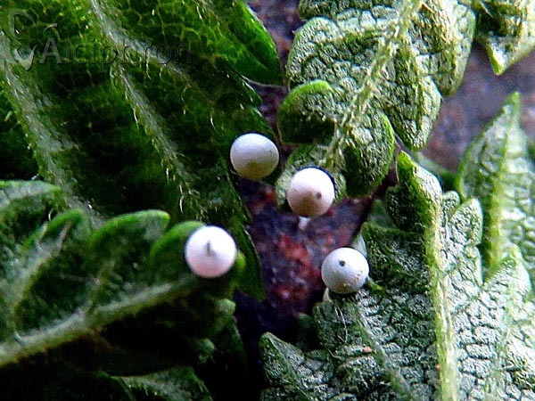 Dicranura ulmi