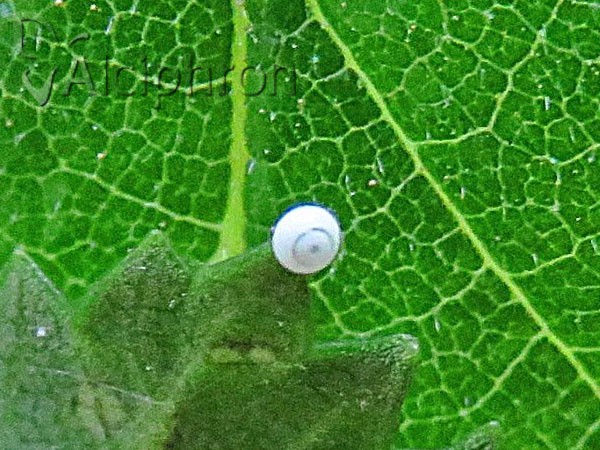 Dicranura ulmi
