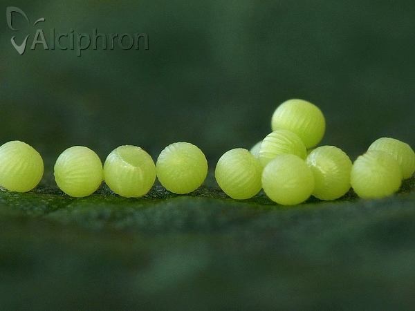 Euclidia glyphica