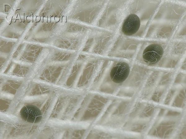 Dysgonia algira