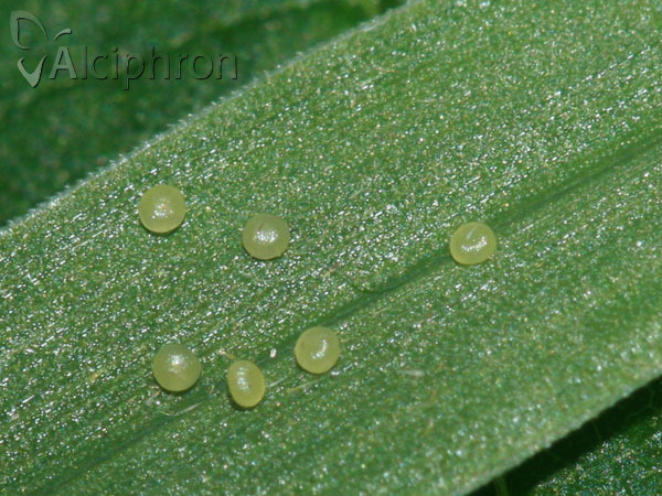 Rivula sericealis