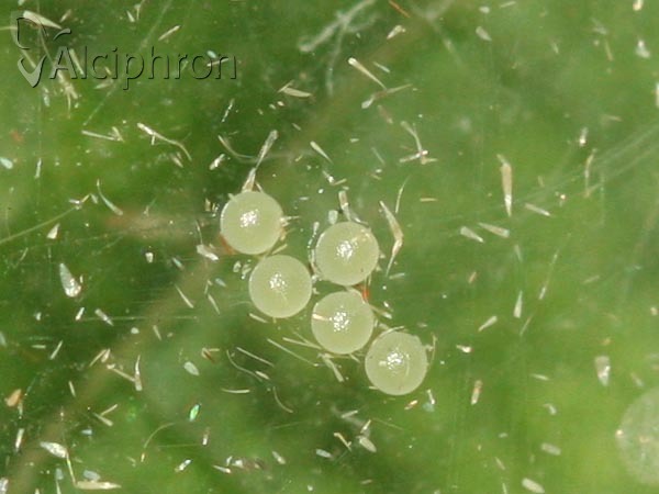 Herminia tarsicrinalis