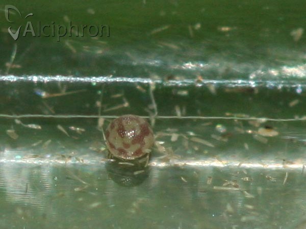 Herminia tarsicrinalis