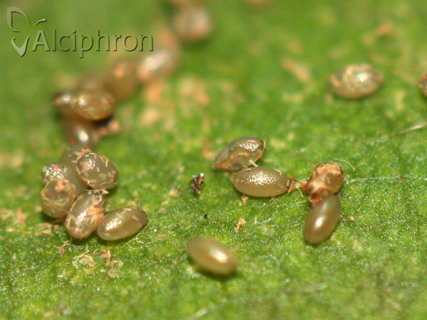 Miltochrista miniata