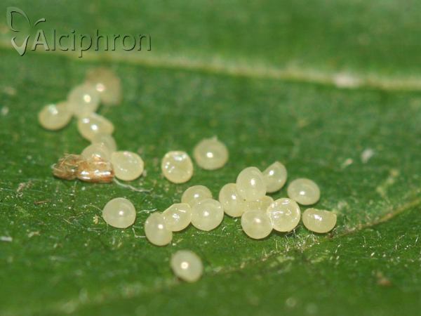Eilema caniola