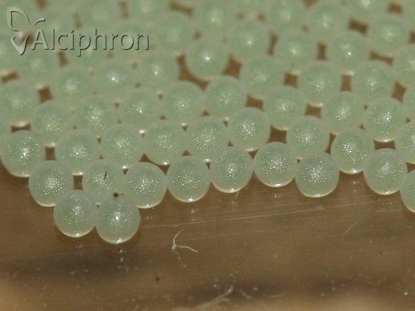 Lithosia quadra