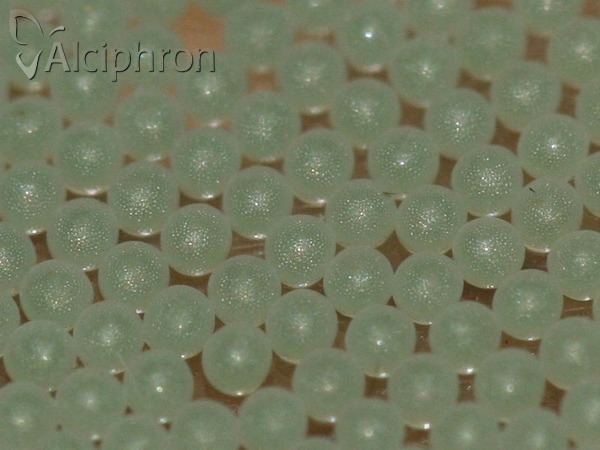 Lithosia quadra