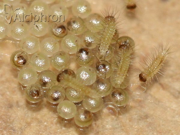 Pelosia muscerda