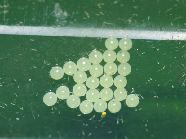 Cybosia mesomella