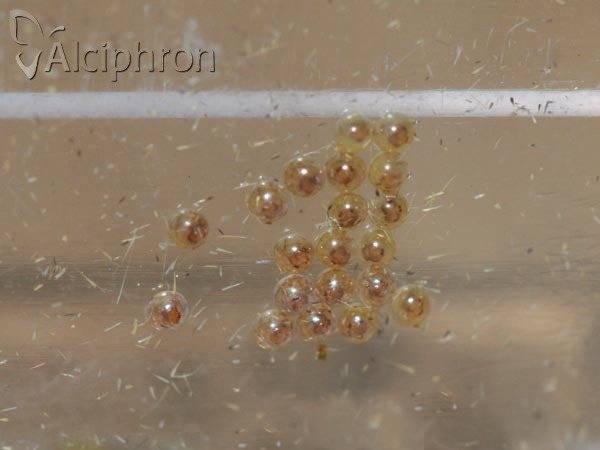 Cybosia mesomella