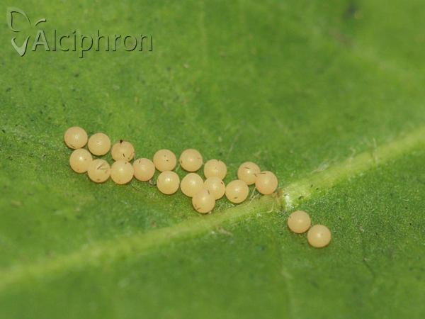 Amata phegea