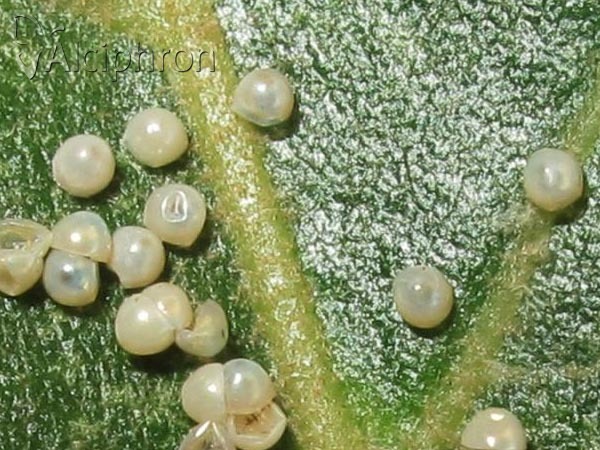 Arctia villica