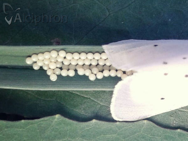 Diaphora mendica