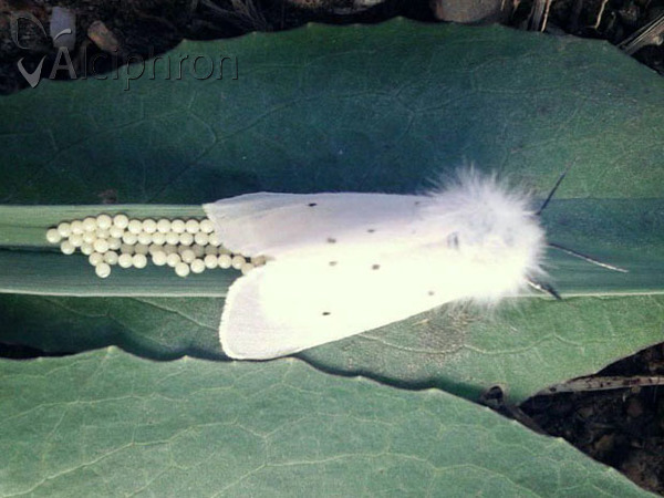 Diaphora mendica