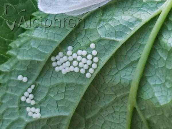 Diaphora mendica