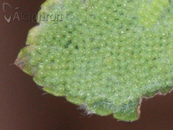 Hyphantria cunea