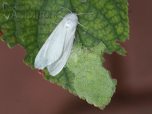 Hyphantria cunea