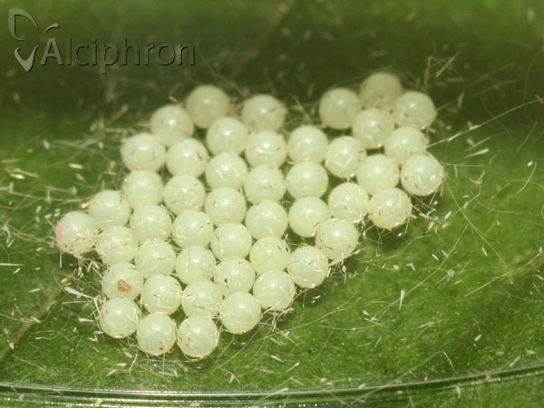 Spilosoma lutea