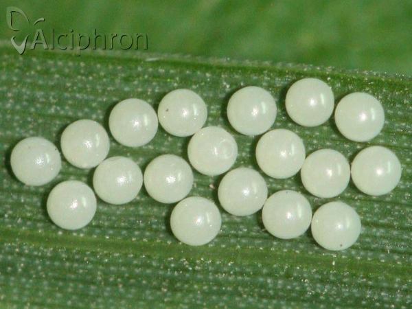 Spilosoma lubricipeda