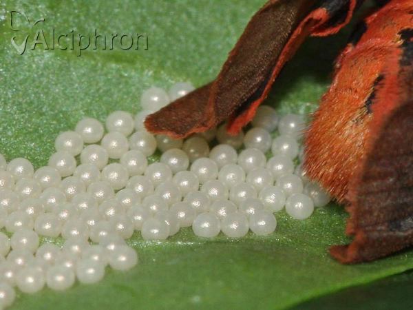 Phragmatobia fuliginosa