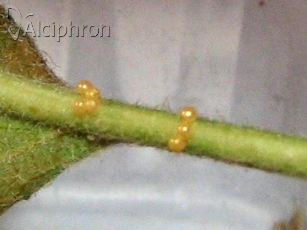 Coscinia striata