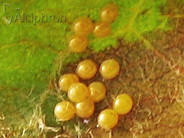 Coscinia striata