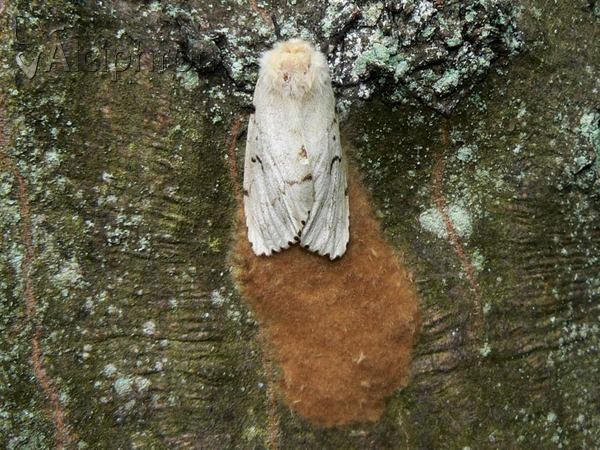 Lymantria dispar