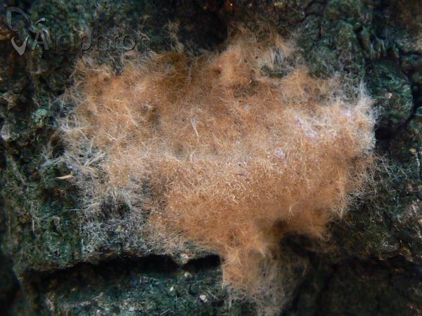 Lymantria dispar