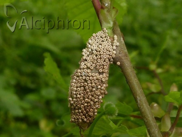 Orgyia antiqua