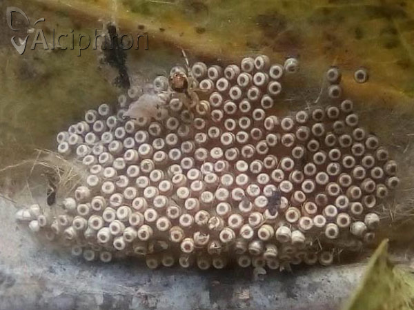 Orgyia antiqua
