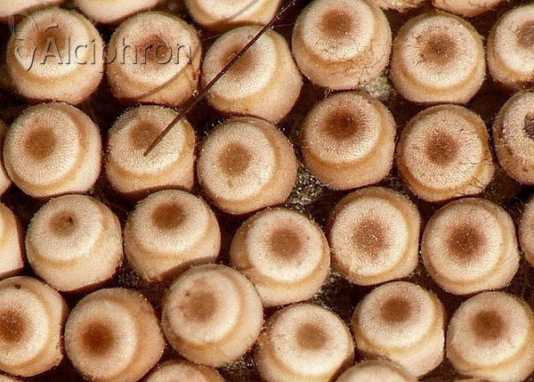 Orgyia antiqua