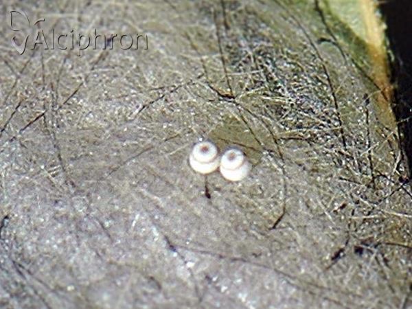 Orgyia antiqua