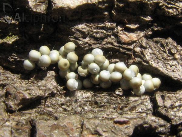 Calliteara pudibunda