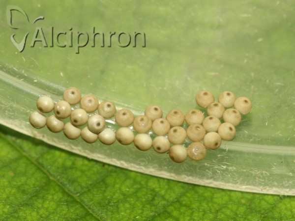 Calliteara pudibunda