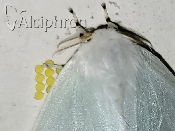 Arctornis l-nigrum