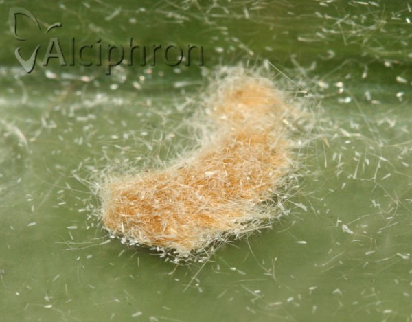 Euproctis similis