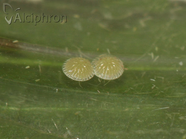 Pseudoips prasinana