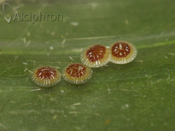 Pseudoips prasinana