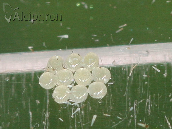 Nola aerugula