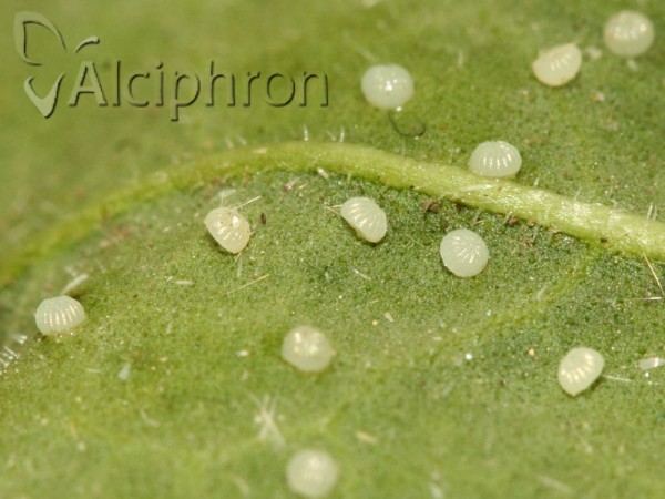 Charanyca trigrammica
